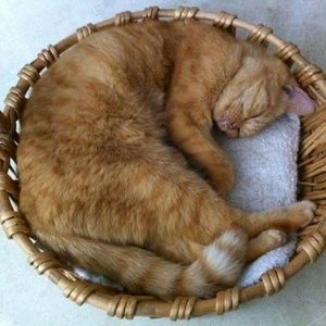 Meet your Posher, Meiko